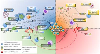 Frontiers | The Tumor Microenvironment In The Response To Immune ...